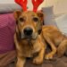 Dogs And Christmas: Is Lava a Grinch?