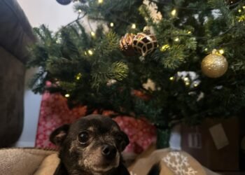 The 12 Days of Christmas If Written by Dogs