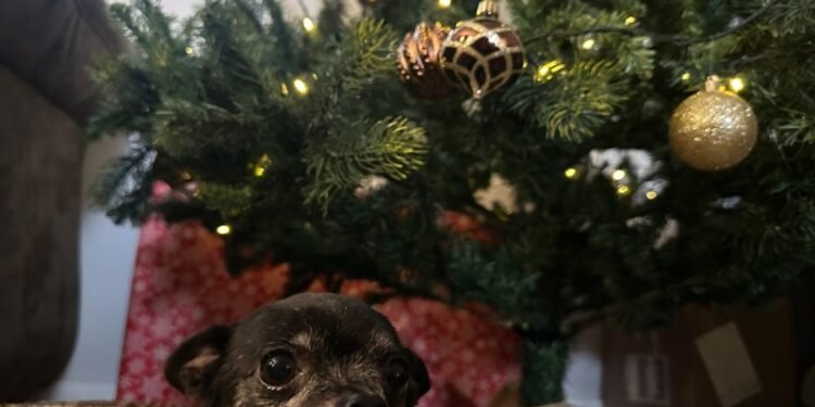 The 12 Days of Christmas If Written by Dogs