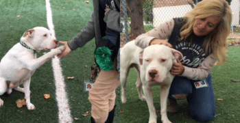 Lost Dog Joins Wild Coyote Pack And Has A Very ‘Unlikely’ Friendship