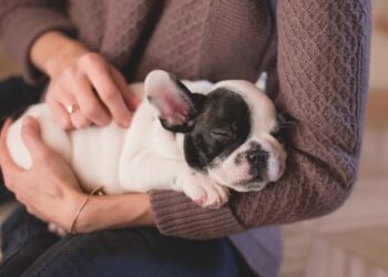 Independent Companions: The Best Apartment Dogs for Solo Living
