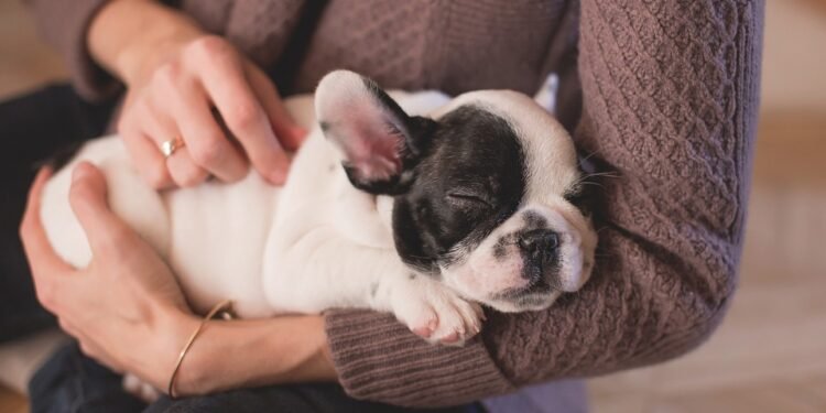Independent Companions: The Best Apartment Dogs for Solo Living