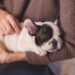 Independent Companions: The Best Apartment Dogs for Solo Living