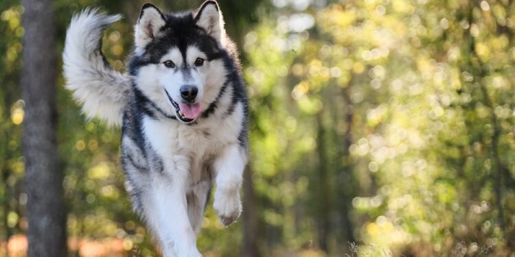 Pawsitive Wellness: Ensuring Your Dog’s Optimal Health