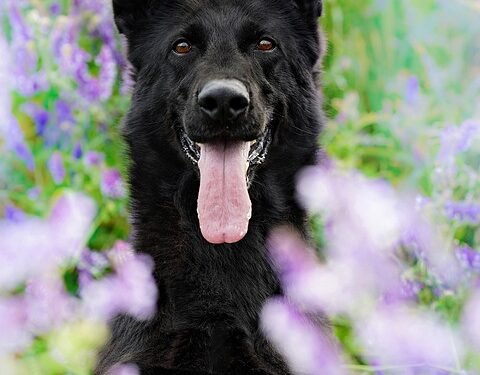 Preventing Stress and Fear in Your Dog on NYE