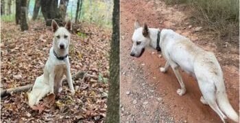 Dog Asks Couple To Stay Close Behind As She Leads Them Through The Woods