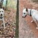 Dog Asks Couple To Stay Close Behind As She Leads Them Through The Woods