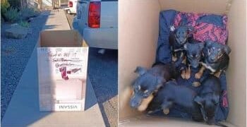 A Box Left Outside Building Tests Staff’s Resilience