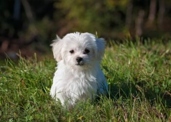 The Charmed Life of Petite Pups: Exploring the World of Small Dog Breeds