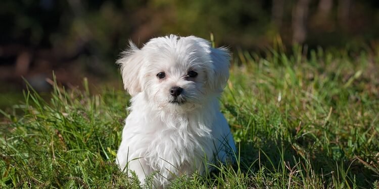 The Charmed Life of Petite Pups: Exploring the World of Small Dog Breeds