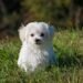 The Charmed Life of Petite Pups: Exploring the World of Small Dog Breeds