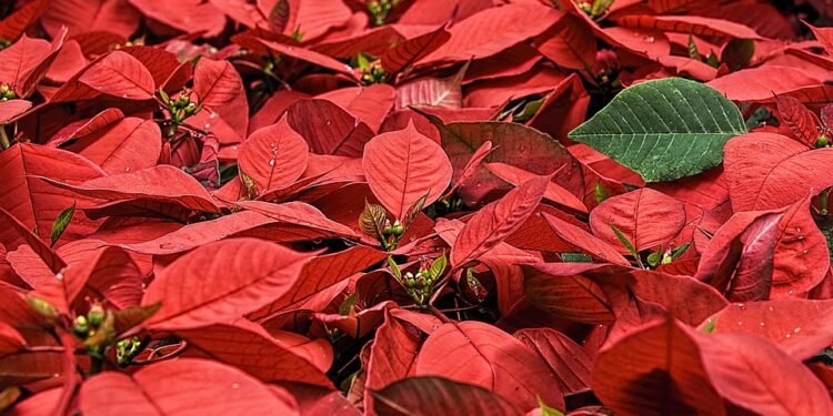 Doggy Dos and Don’ts: Tips for a Stress-Free New Year’s Eve with Your Dog