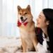 Top 11 Dog Breeds That Will Always Choose You Over Everything Else