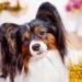 Top 13 Dog Breeds That Make Every Day a Little Brighter