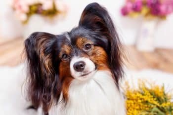 Top 13 Dog Breeds That Make Every Day a Little Brighter