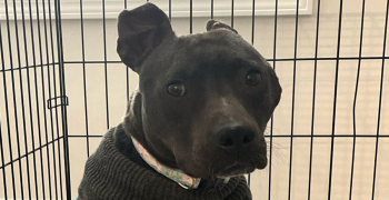 Woman Gave This Unwanted Pit Bull A New Home, Turned Her Life Into A ‘Fairytale’