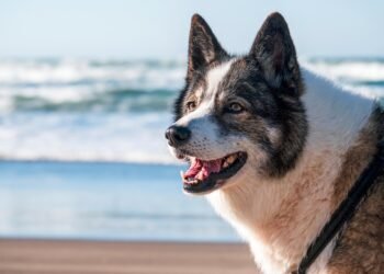 The Ultimate Guide to Understanding and Caring for Your Canine Companion: Essential Dog Tips and Facts