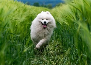 The Ultimate Guide to Choosing the Perfect Dog Breed for Your Lifestyle