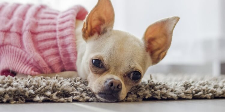 Pawsitively Stylish: The Ultimate Guide to Dog Fashion