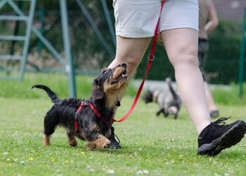 Mastering Aggression: Top Dog Training Programs Near You