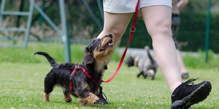 Mastering Aggression: Top Dog Training Programs Near You