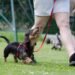 Mastering Aggression: Top Dog Training Programs Near You