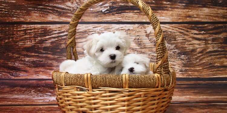 Unleash the Fun: The Top Outdoor Dog Toys for Active Pups!