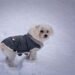 Fashion Forward Fidos: The Ultimate Guide to Designer Dog Clothes