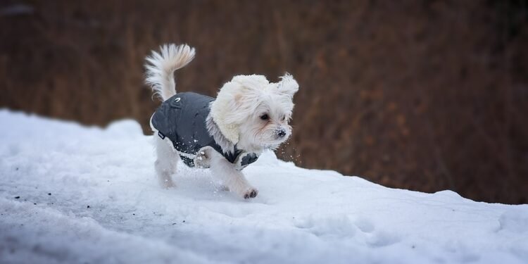 Warm and Stylish: The Ultimate Guide to Dog Coats for Every Pup