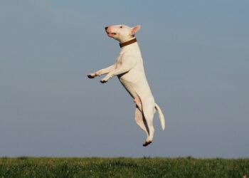 Unlocking Your Dog’s Potential: The Power of Private Training