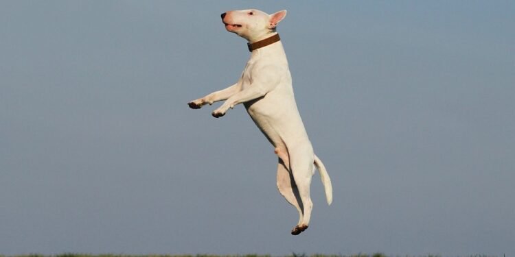 Unlocking Your Dog’s Potential: The Power of Private Training