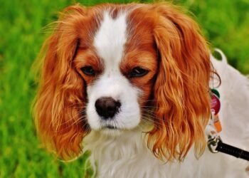 Mastering the Art of Walking: The Ultimate Guide to Puppy Leash Training