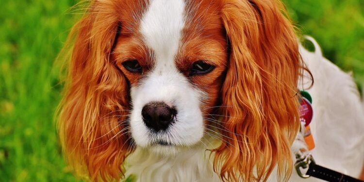 Mastering the Art of Walking: The Ultimate Guide to Puppy Leash Training