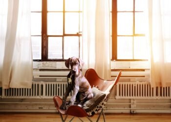 Pawsitively Perfect: Finding the Best Dog Training Schools Near You