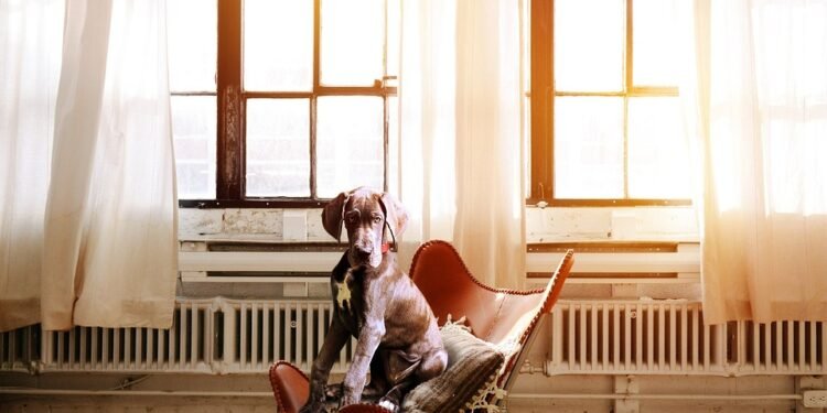 Pawsitively Perfect: Finding the Best Dog Training Schools Near You