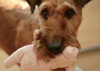 Pawsitively Perfect: The Ultimate Guide to Moving Your Dog’s Toys with Ease