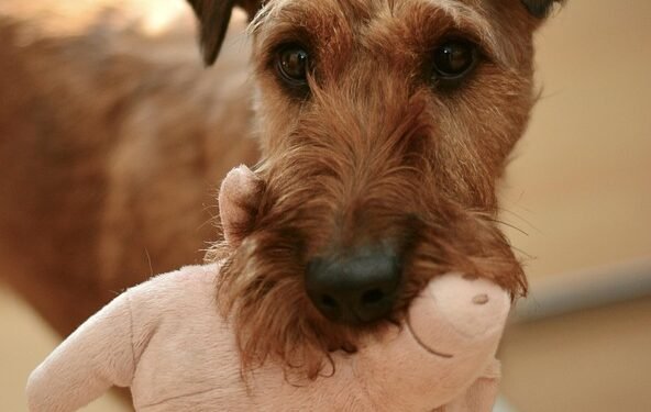 Pawsitively Perfect: The Ultimate Guide to Moving Your Dog’s Toys with Ease