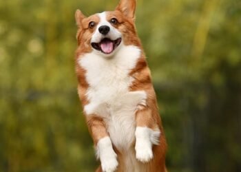 Curly Tailed Canines: Unveiling the Charms of Medium-Sized Dog Breeds