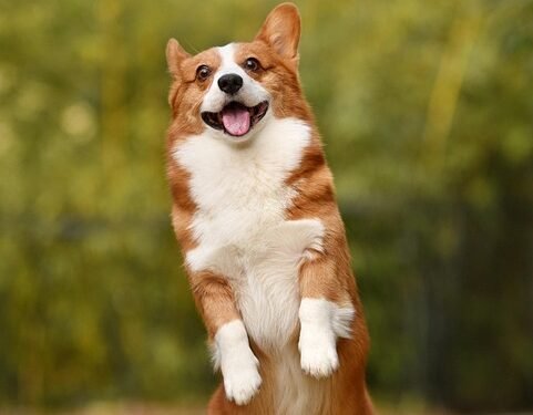 Curly Tailed Canines: Unveiling the Charms of Medium-Sized Dog Breeds