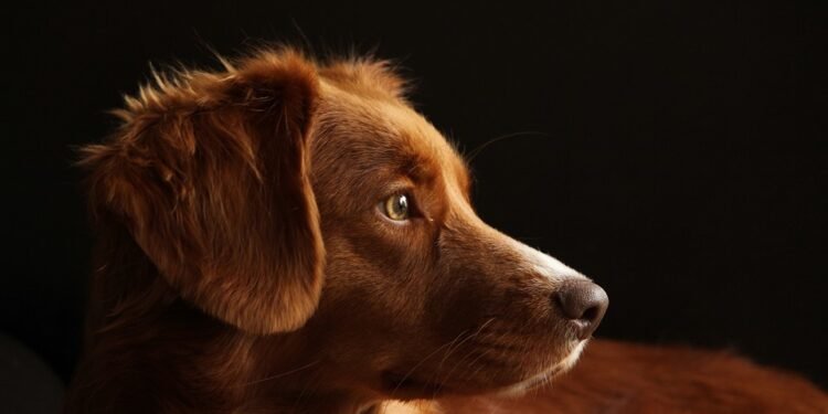 Top 10 Kid-Friendly Dog Breeds: The Perfect Pups for Your Family!