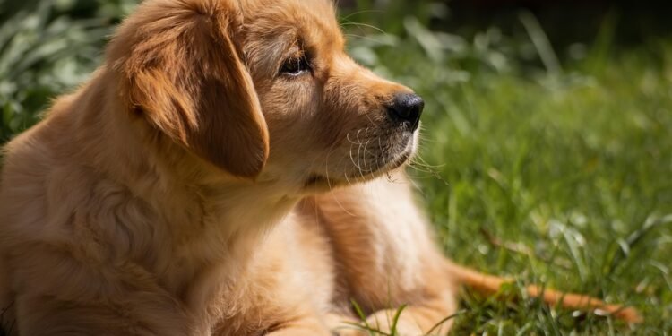 Perfect Pups: Discovering the Delightful World of Small Hypoallergenic Dogs