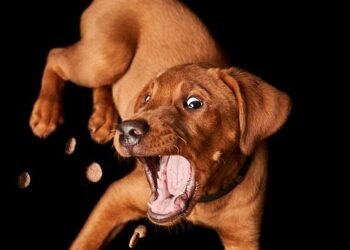 The Ultimate Guide to Training Your Small Hypoallergenic Dog: Easy Tips for Success