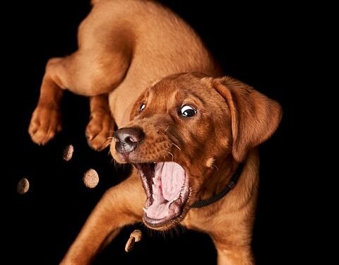 The Ultimate Guide to Training Your Small Hypoallergenic Dog: Easy Tips for Success