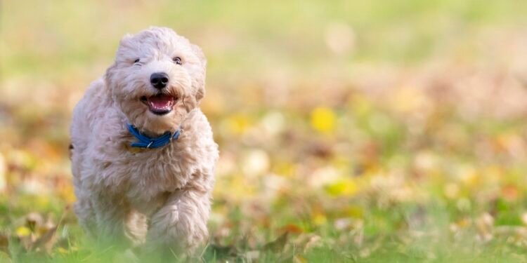 Paws and Play: The Ultimate Guide to Bonding with Your Dog through Ball Games