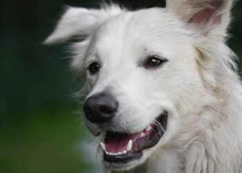 Tail-Wagging Wellness: The Ultimate Guide to Dog Health Nutrition