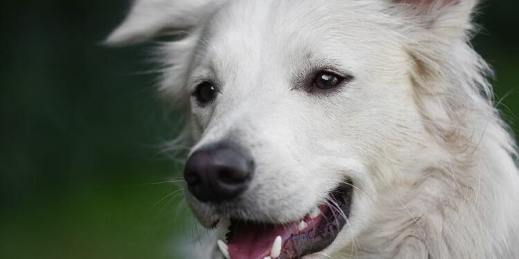 Tail-Wagging Wellness: The Ultimate Guide to Dog Health Nutrition