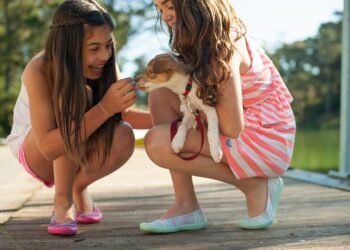 Say Goodbye to Pulling Pups: The Ultimate No-Pull Dog Collar Solution