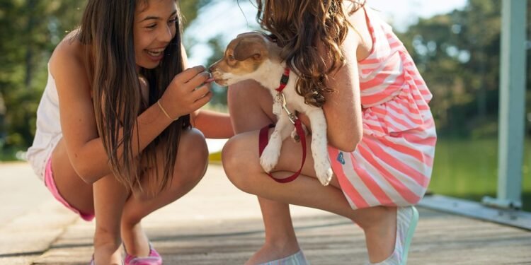 Say Goodbye to Pulling Pups: The Ultimate No-Pull Dog Collar Solution