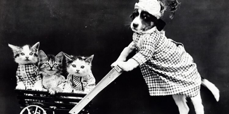 Pampered Paws: The Ultimate Guide to Pet Fashion