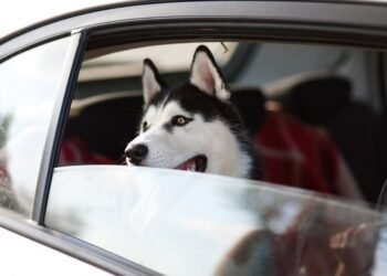 Top Medium-Sized Breeds: The Best Apartment Dogs for Your Home